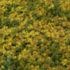 Sedum floriferum 'Weihenstephaner Gold' Kinesisk Stenurt