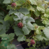 Rubus x stellarcticus ‘Beata’, Allåkerbær