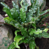 Asplenium scolopendrium, Hjortetunge