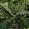 Polystichum setiferum ‘Herrenhausen’
