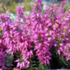 Erica carnea ’Rosalie’, Forårslyng