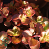 Sedum spurium 'Purpurteppich', Rød stenurt