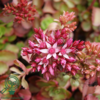 Sedum spurium 'Purpurteppich', Rød stenurt