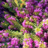 Erica carnea ’Whisky’, Forårslyng