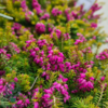 Erica carnea ’Whisky’, Forårslyng