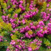 Erica carnea ’Whisky’, Forårslyng