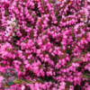 Erica x darleyensis ‘Kramer’s Rote‘