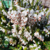 Erica x darleyensis ´Snow Surprise´