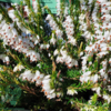Erica x darleyensis ´Snow Surprise´