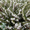 Erica x darleyensis ´Snow Surprise´