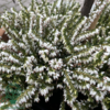 Erica x darleyensis ´Snow Surprise´