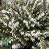 Erica x darleyensis ´Snow Surprise´