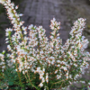 Erica x darleyensis ´Snow Surprise´