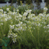 Erica cinerea ‘Alba Major’, Grålyng