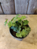 Alchemilla mollis 'Auslese', Løvefod