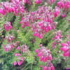 Erica cinerea ‘Tobi‘, Grålyng