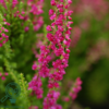 Calluna vulgaris ’Dark Beauty’ Efterårslyng