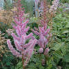 Astilbe chinensis 'Pumila', Astilbe
