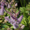 Astilbe chinensis 'Pumila', Astilbe