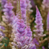 Astilbe chinensis 'Pumila', Astilbe