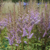 Astilbe chinensis 'Pumila', Astilbe