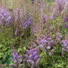 Astilbe chinensis 'Pumila', Astilbe