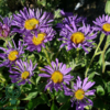 Aster alpinus 'Dunkle Schöne', Aster