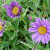 Aster alpinus 'Dunkle Schöne', Aster
