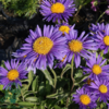 Aster alpinus 'Dunkle Schöne', Aster