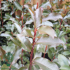 Photinia fraseri 'Red Robin'