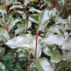 Photinia fraseri 'Red Robin'