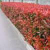 Photinia fraseri 'Red Robin'