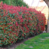 Photinia fraseri 'Red Robin'