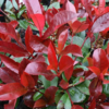 Photinia fraseri 'Red Robin'