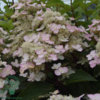 Hydrangea paniculata 'Early Harry', Have-hortensia