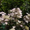 Hydrangea paniculata 'Early Harry', Have-hortensia