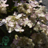 Hydrangea paniculata 'Early Harry', Have-hortensia