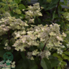 Hydrangea paniculata 'Early Harry', Have-hortensia