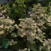 Hydrangea paniculata 'Early Harry', Have-hortensia