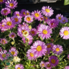 Aster alpinus 'Happy End', Aster