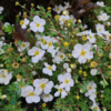 Potentilla fru. 'Abbotswood', Hvid potentil (baroods)