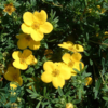 Potentilla fru. ’Kobold’, Buskpotentil (barrods)
