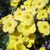 Potentilla fru. ’Kobold’, Buskpotentil (barrods)