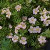 Potentilla fru. ’Lovely Pink’, Buskpotentil (barrods)