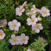 Potentilla fru. ’Lovely Pink’, Buskpotentil (barrods)