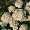 Spiraea betulifolia, Birkebladet spiræa (barrods)