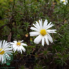 Aster dumosus 'Kristina', Aster