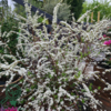Spiraea cinerea ’Grefsheim’, Snedrivebusk (barrods)
