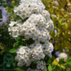 Spiraea nip. ’Snowmound', Spiræa (barrods)