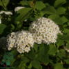 Spiraea betulifolia 'Tor', Birkebladet spiræa (barrods)